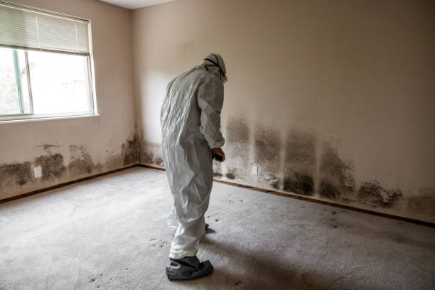 Best Health and Safety Mold Remediation in Corvallis, MT