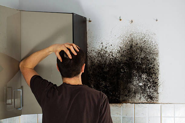  Corvallis, MT Mold Removal Pros